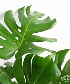 Dracaena Dorado legs 70 cm