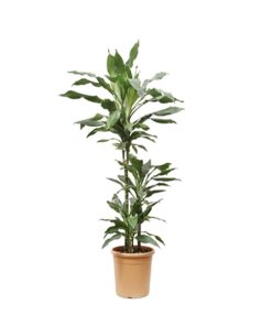 Dracaena Dorado legs 70 cm