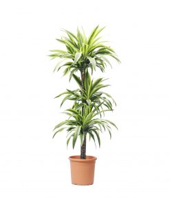 Dracaena Dorado legs 70 cm